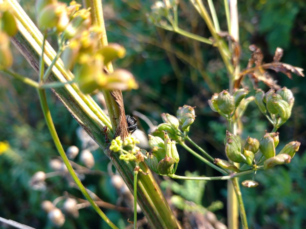 A bold jumping spider peering out from a wild parsnip plant