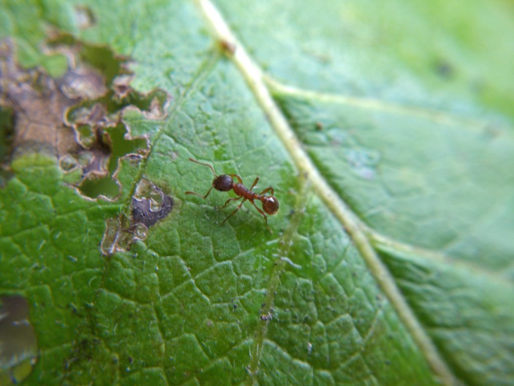 A red ant, Myrmica rubra