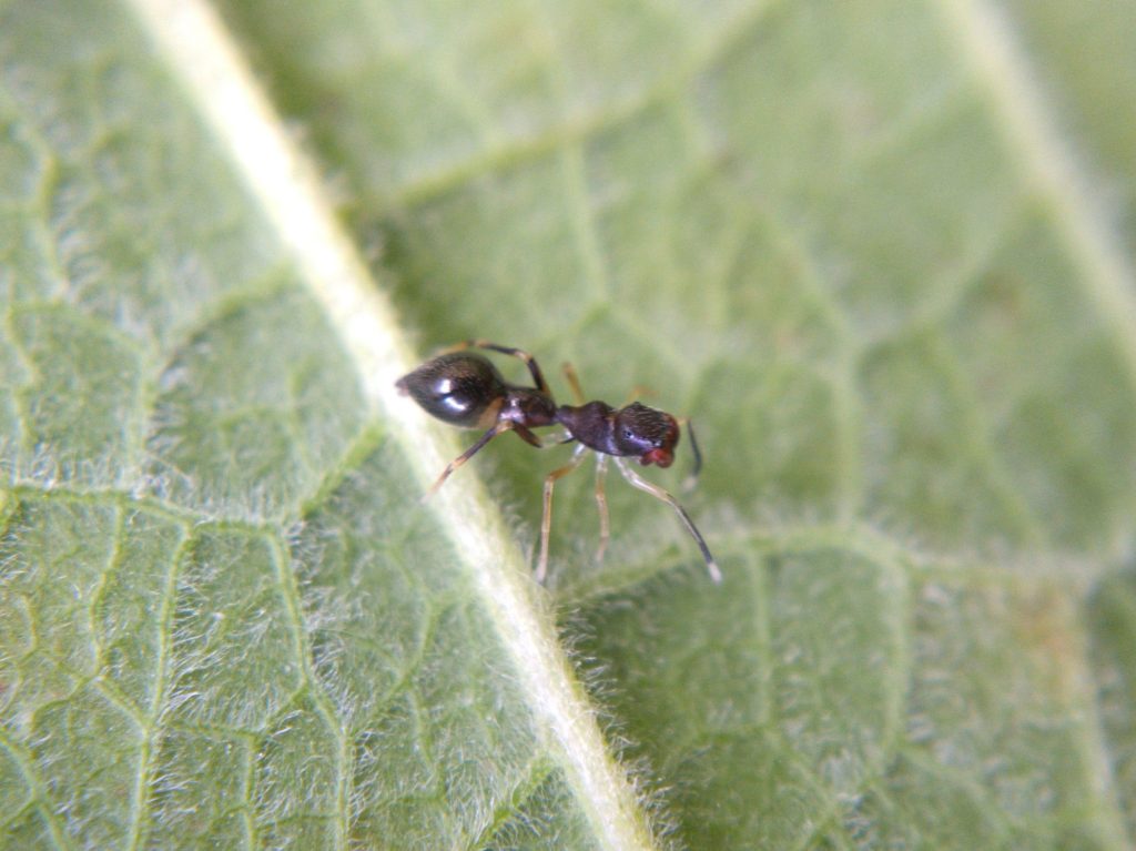 S. formica, closer up