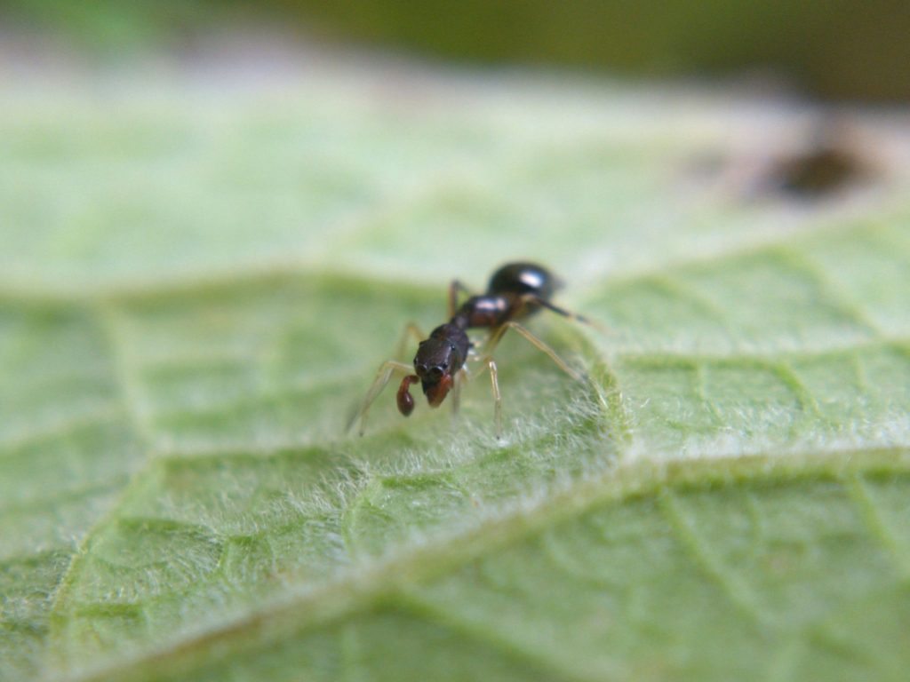 S. formica pedipalps