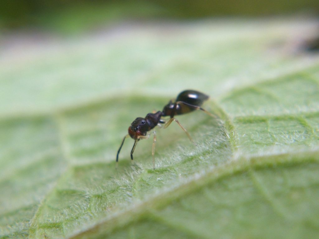 S. formica, side view