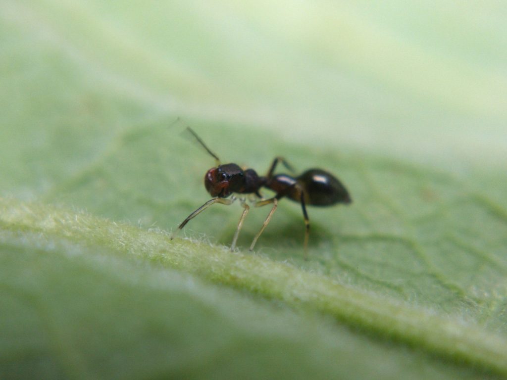 S. formica waving front legs