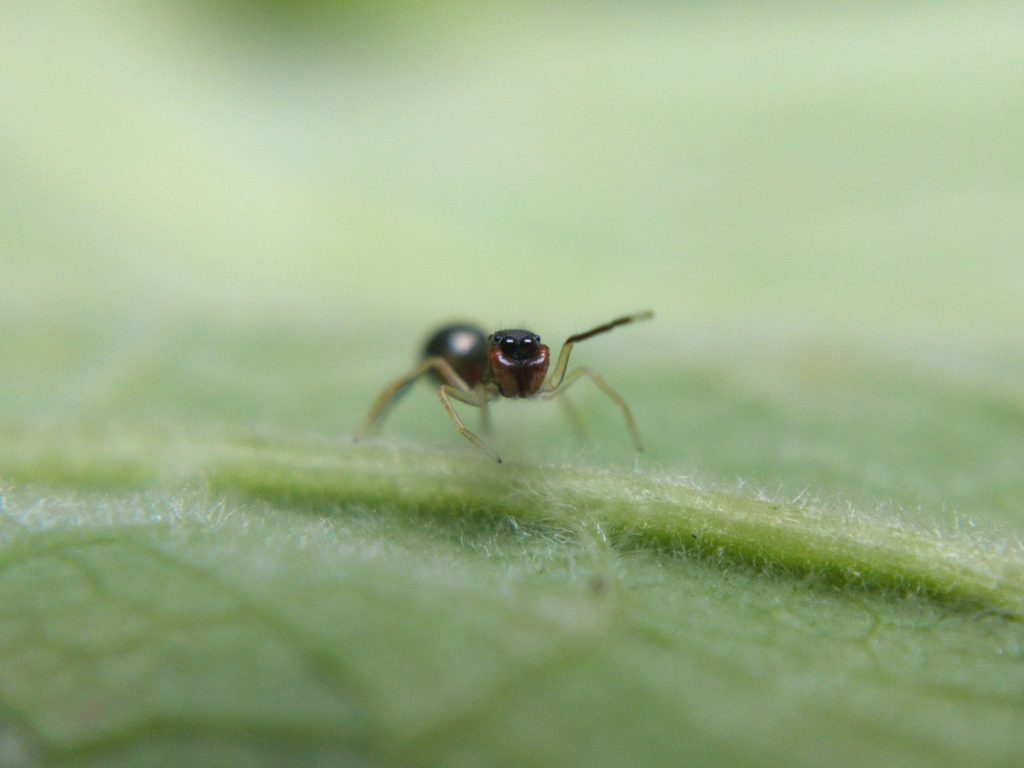 S. formica facing the camera and waving its front legs