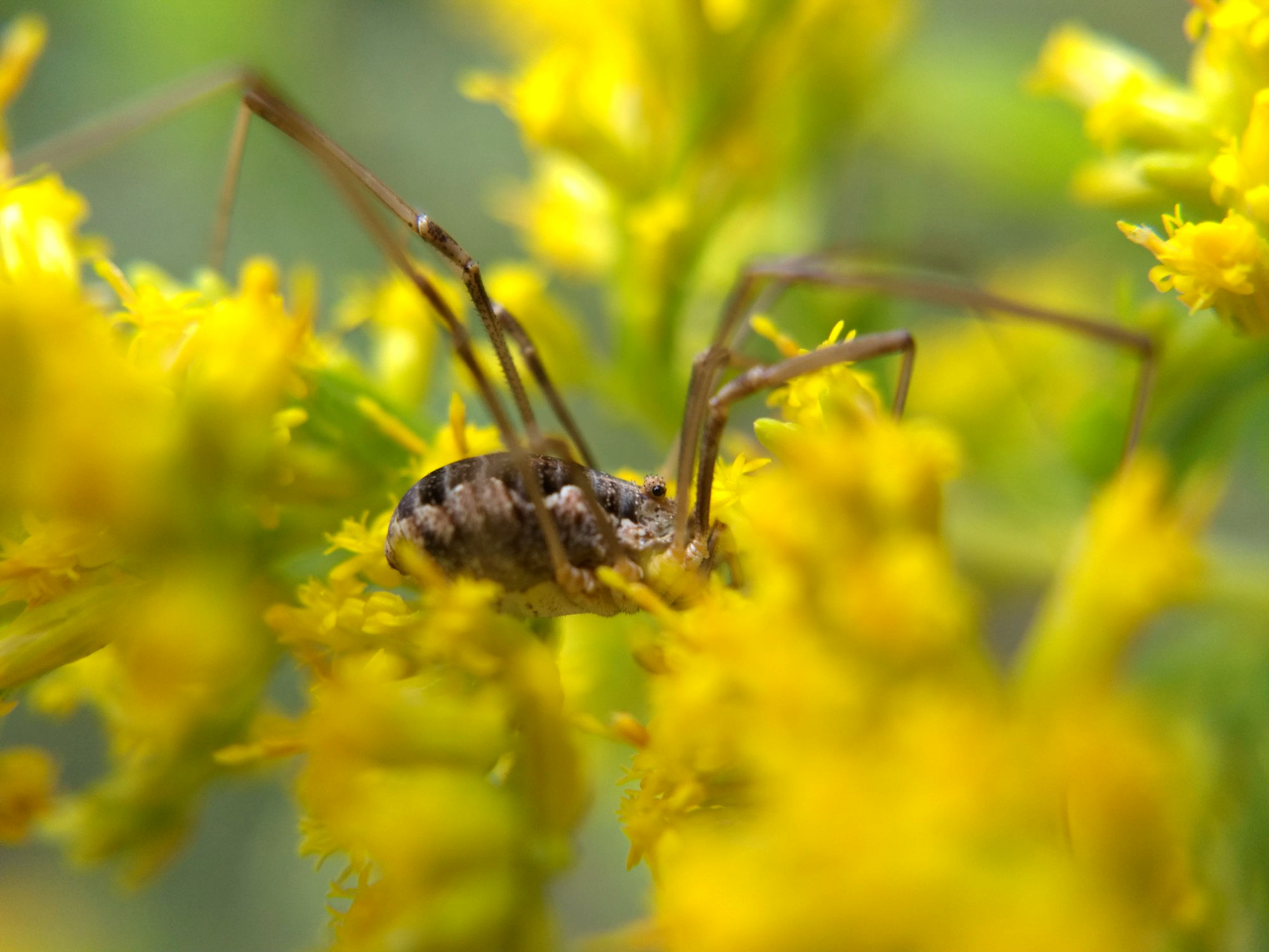 An opilionid sitting in yellow goldenrod flowers