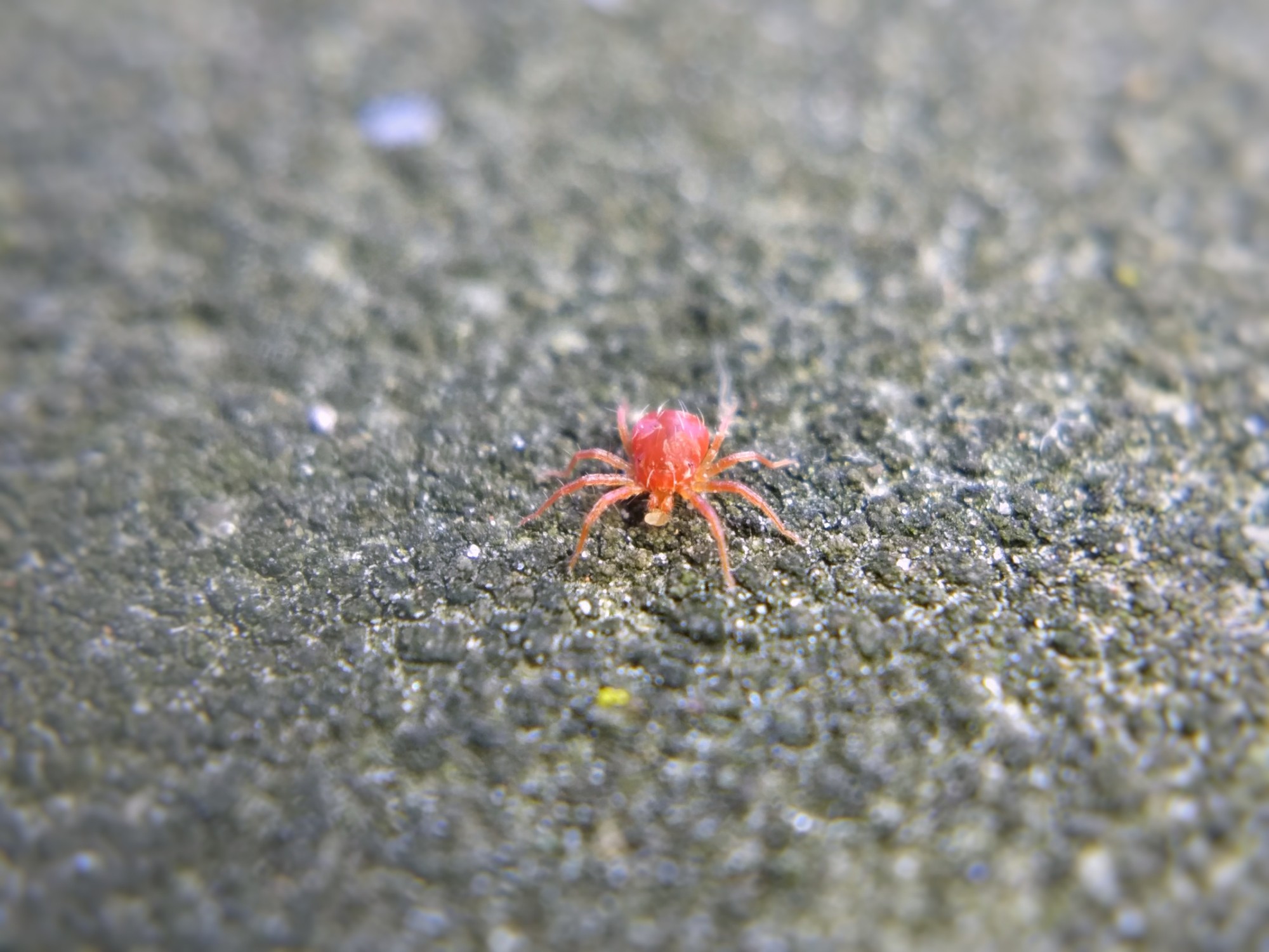 Macro photo of a red whirligig mite on stone/concrete, feeding on some tiny whitish thing.