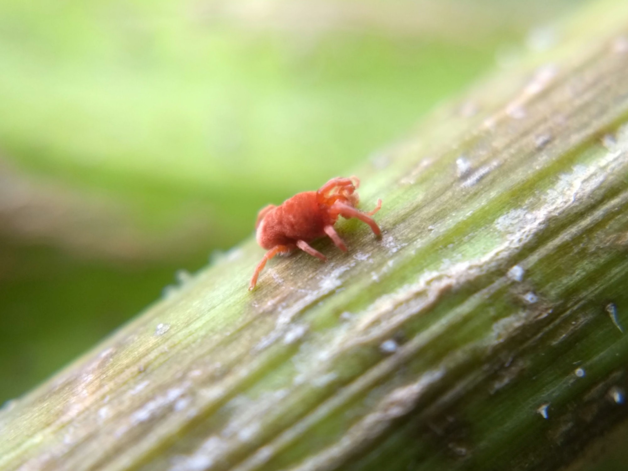 A red velvet mite on a plant stem