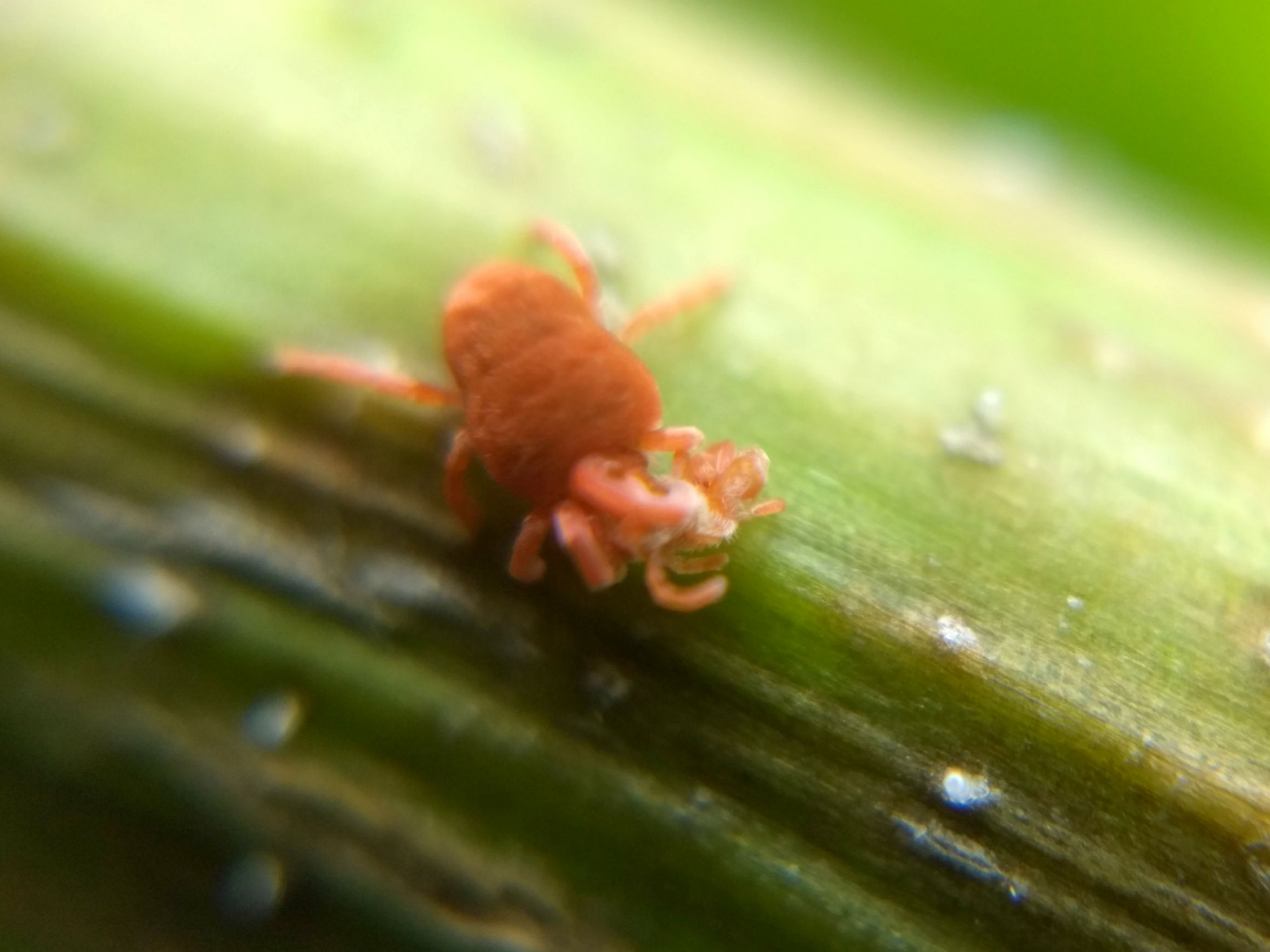 Closer view of red velvet mite. It's clutching a smaller red velvet mite in its mouthparts.