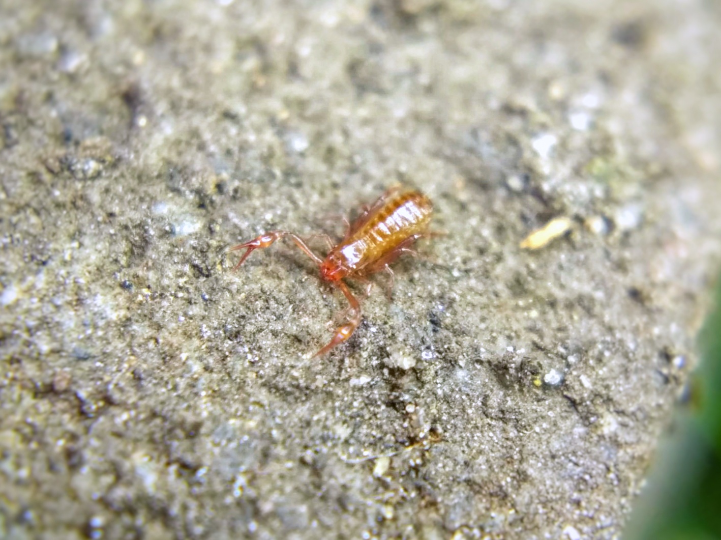 A reddish-brown pseudoscorpion—a tiny arachnid that looks kind of like a mite with the claws of a scorpion.
