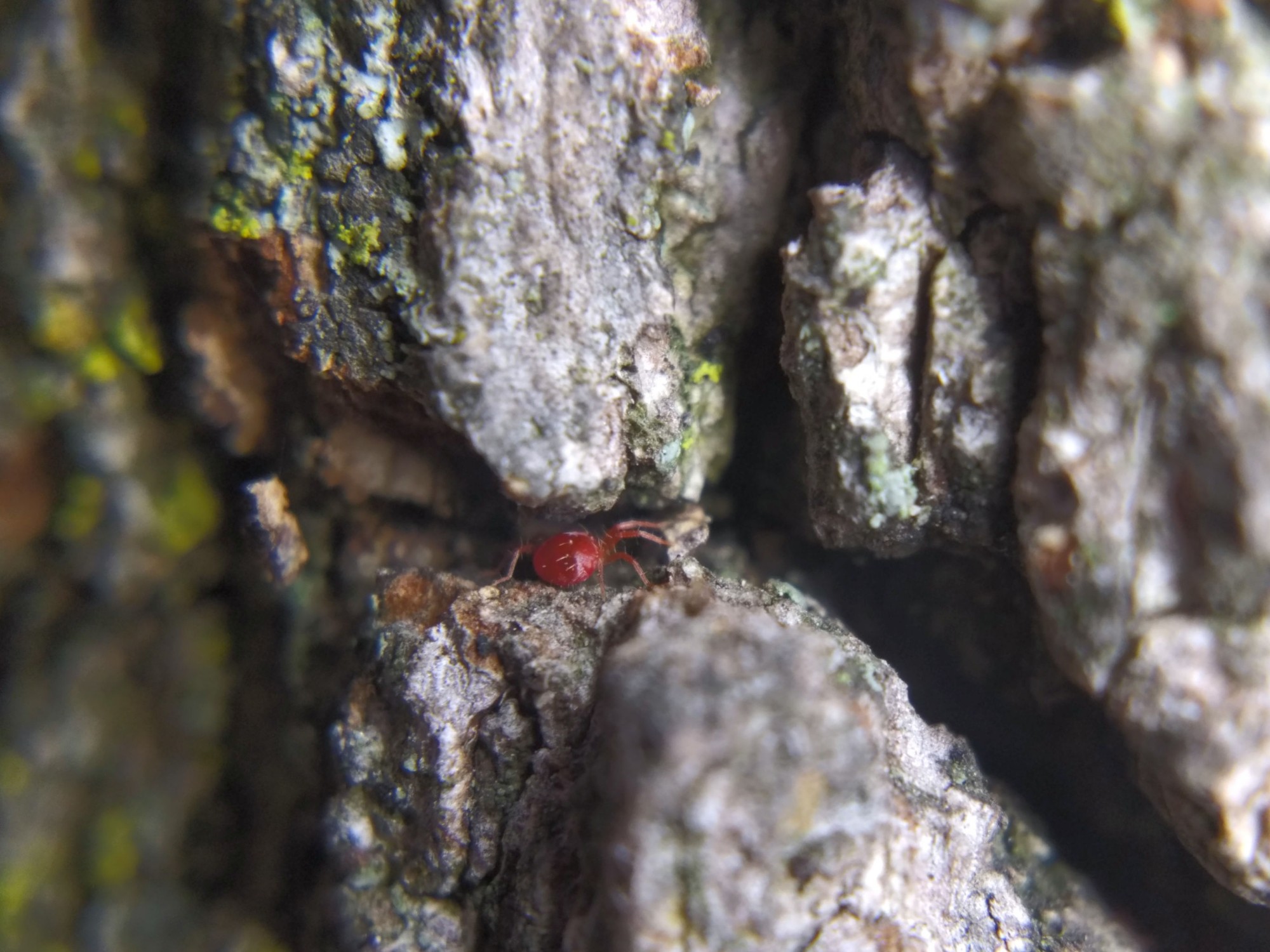A red whirligig mite (family Anystidae) hiding in a crack in tree bark.