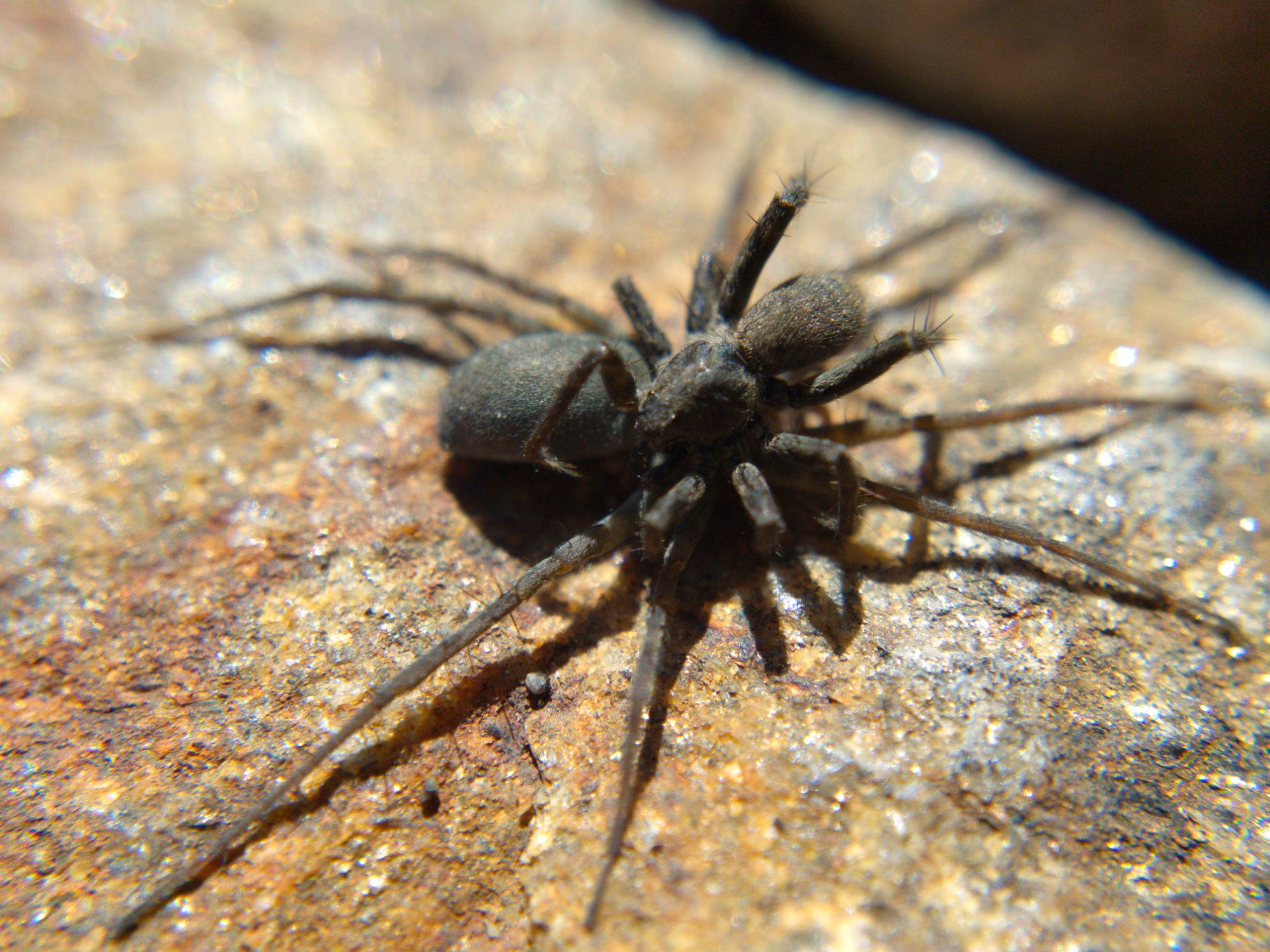 Mating long-legged wolf spiders. The male is reaching underneath the female with his pedipalps.