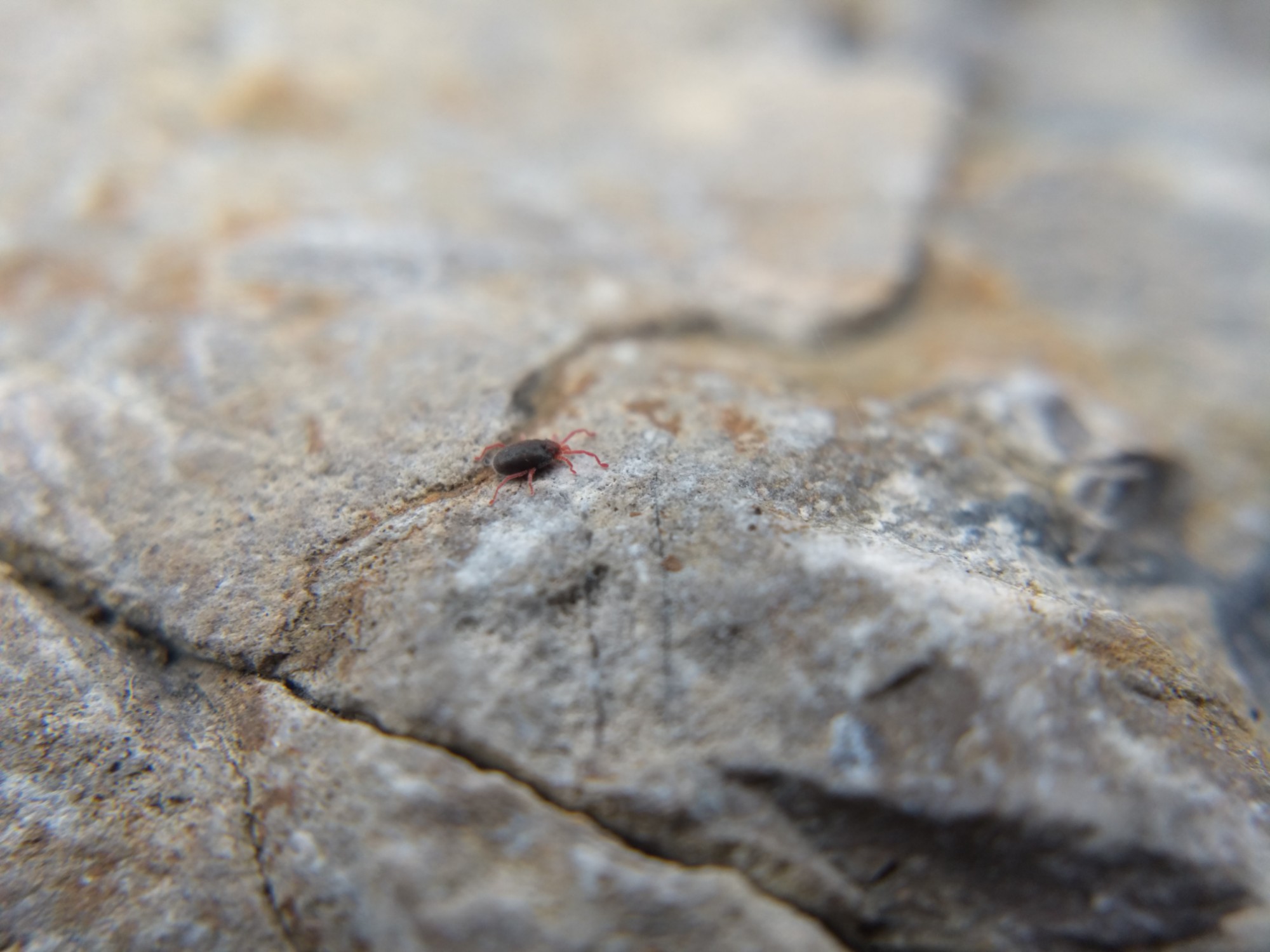 A long-legged velvet mite, with a plump blueish body and long skinny red legs, walking on a rock surface.