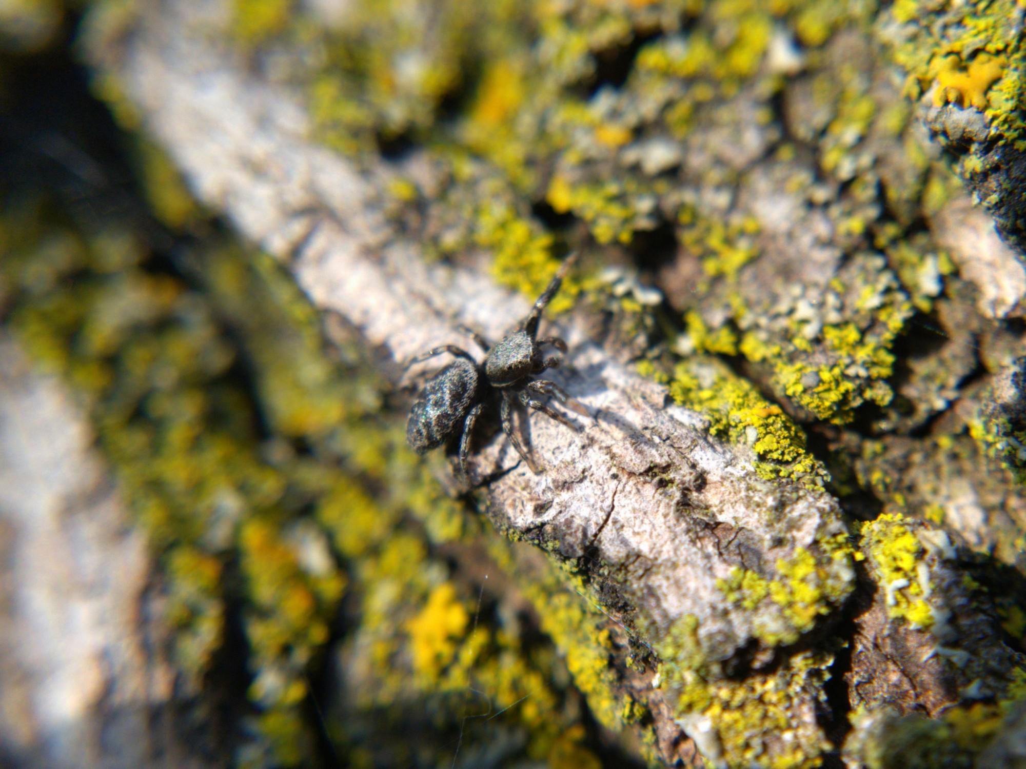 A Tutelina jumping spider on tree bark, stretching out its front legs.