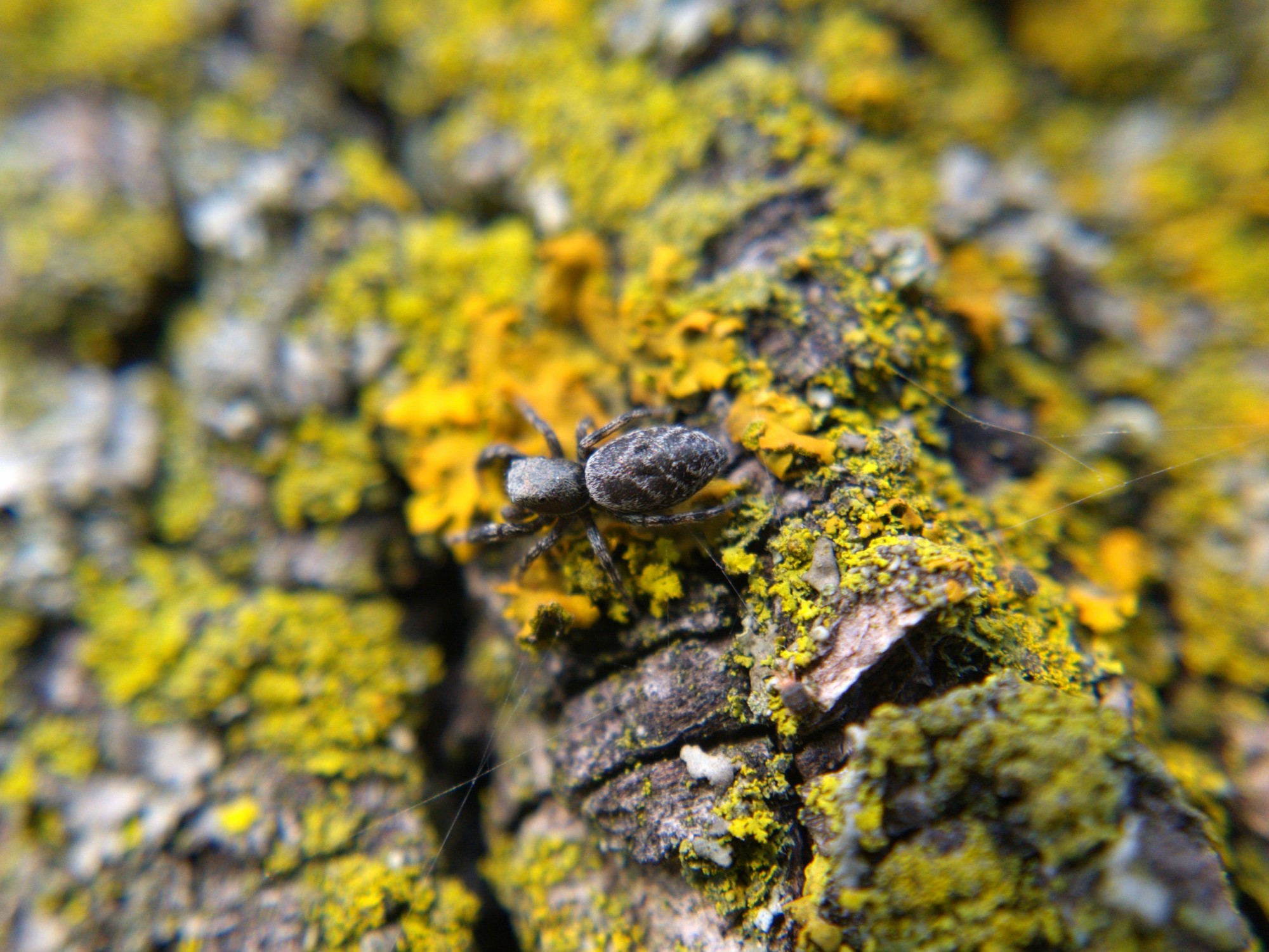 A Tutelina jumping spider crossing a vivid patch of lichen.
