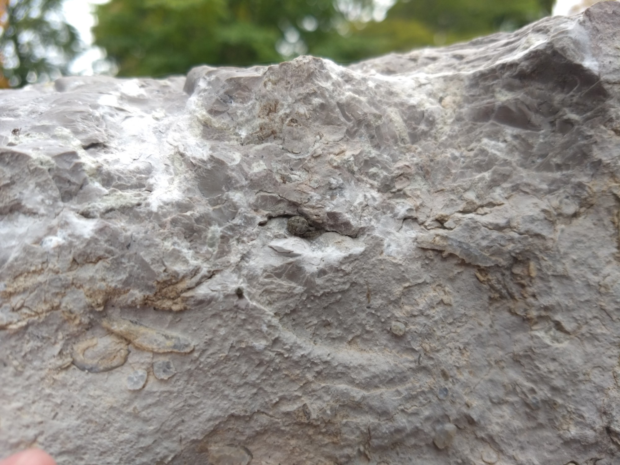 A large pale block of stone, with a small spider on it