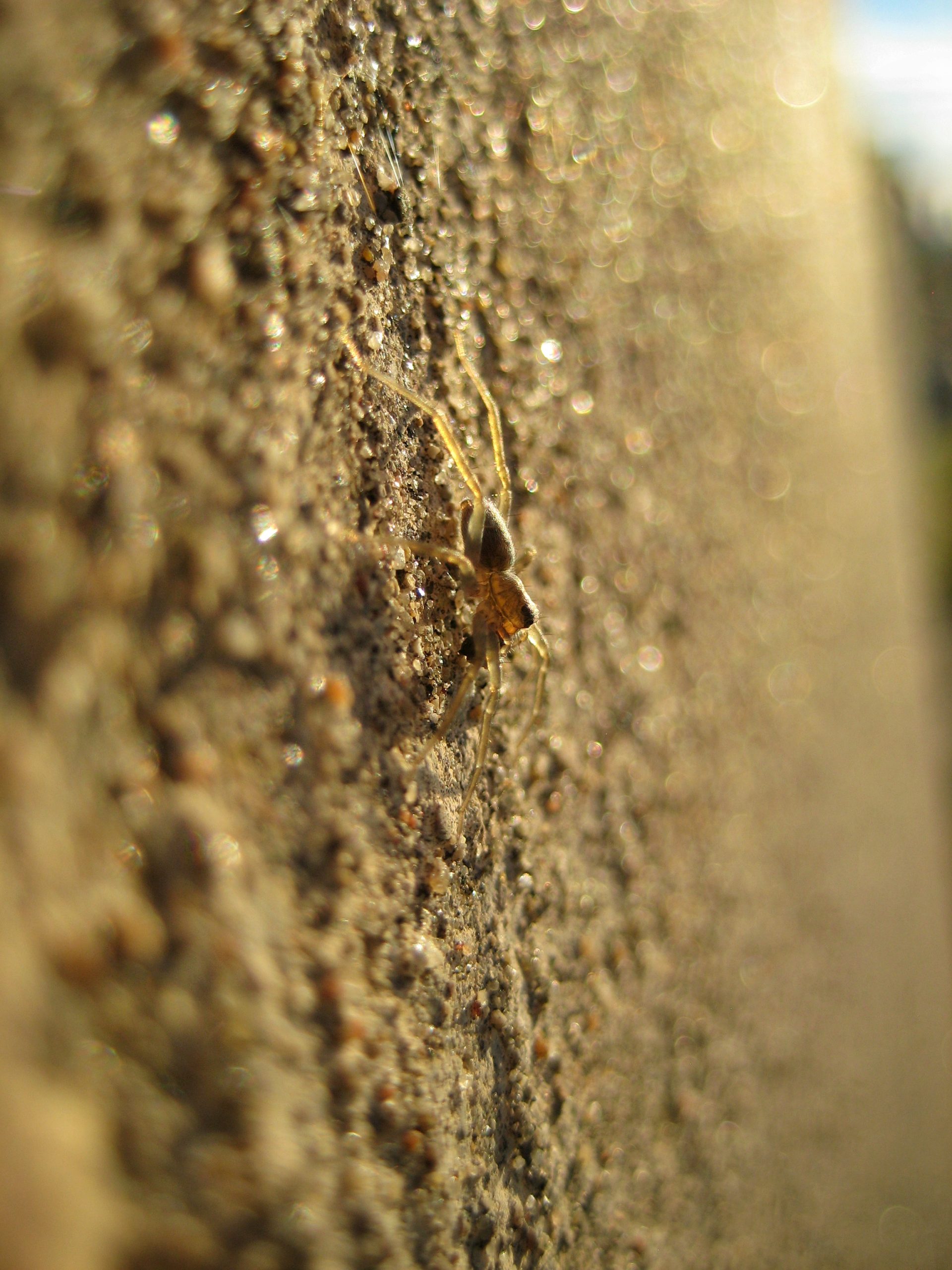 Macro photo of a small wolf spider on the side of a concrete block in the sun