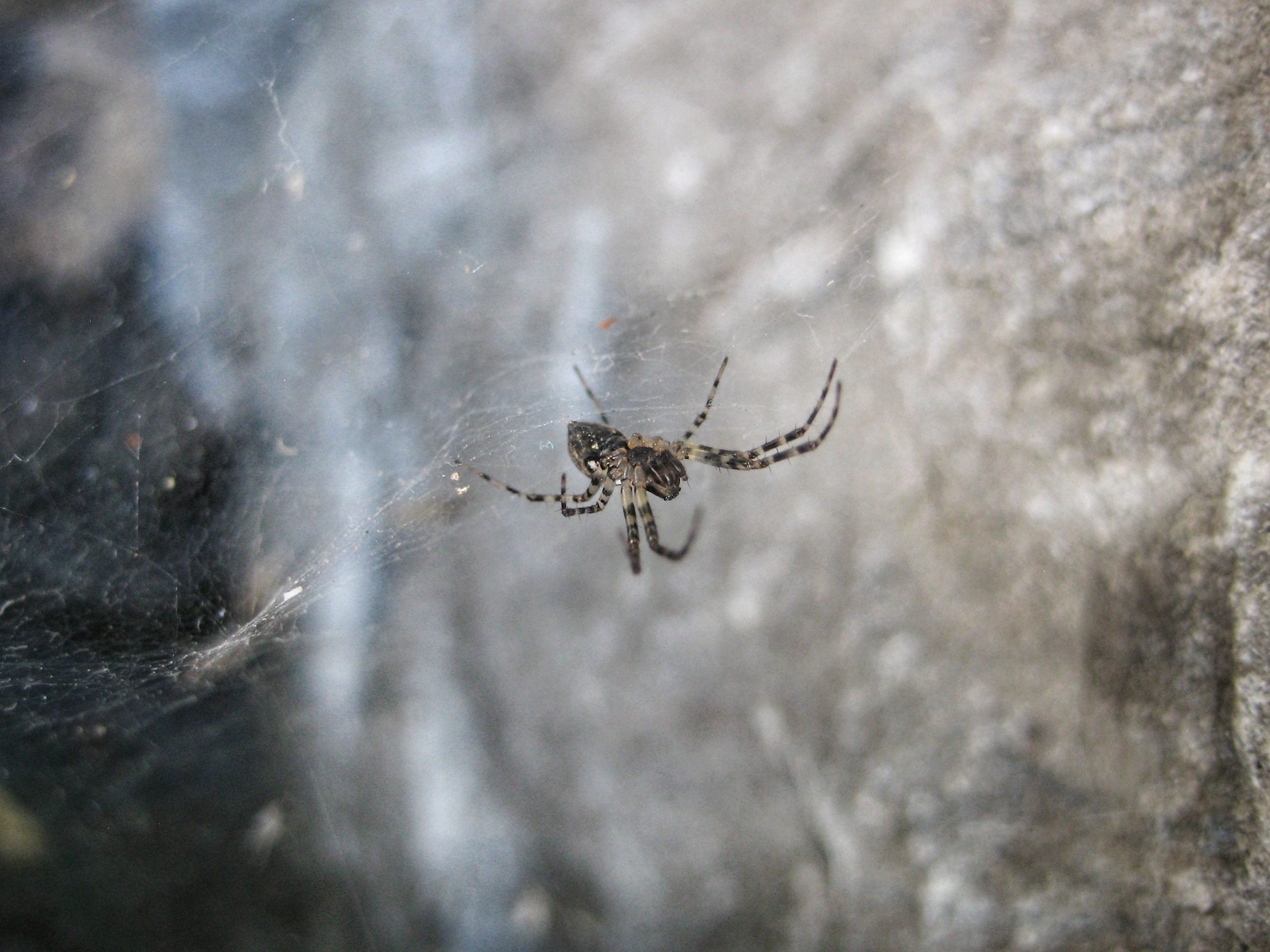 A medium-size spider, dark grey-brown with small white markings, in her web in a crevice between rocks