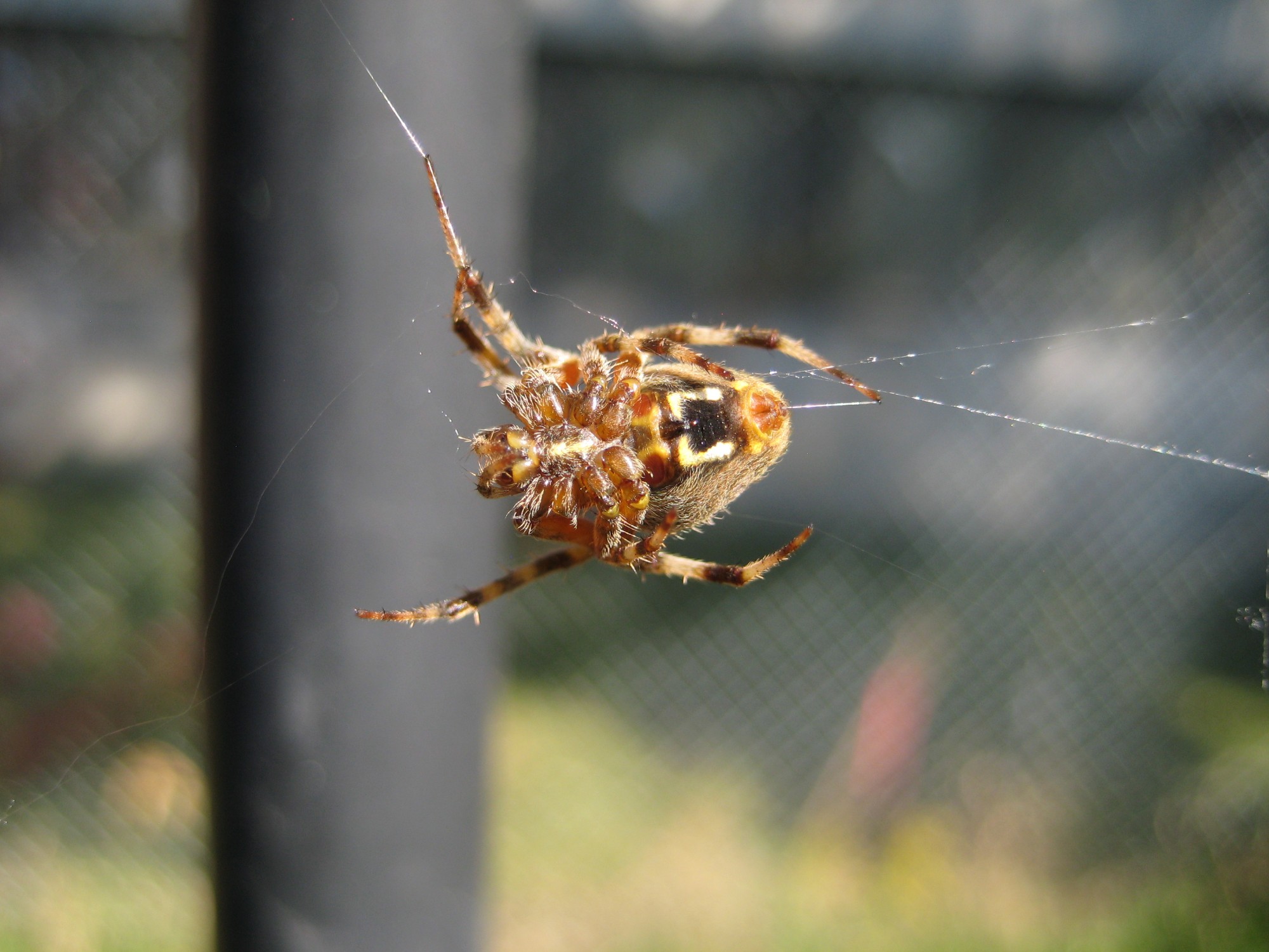 An orbweaver in her web in front of a railing, seen from the ventral (belly) side
