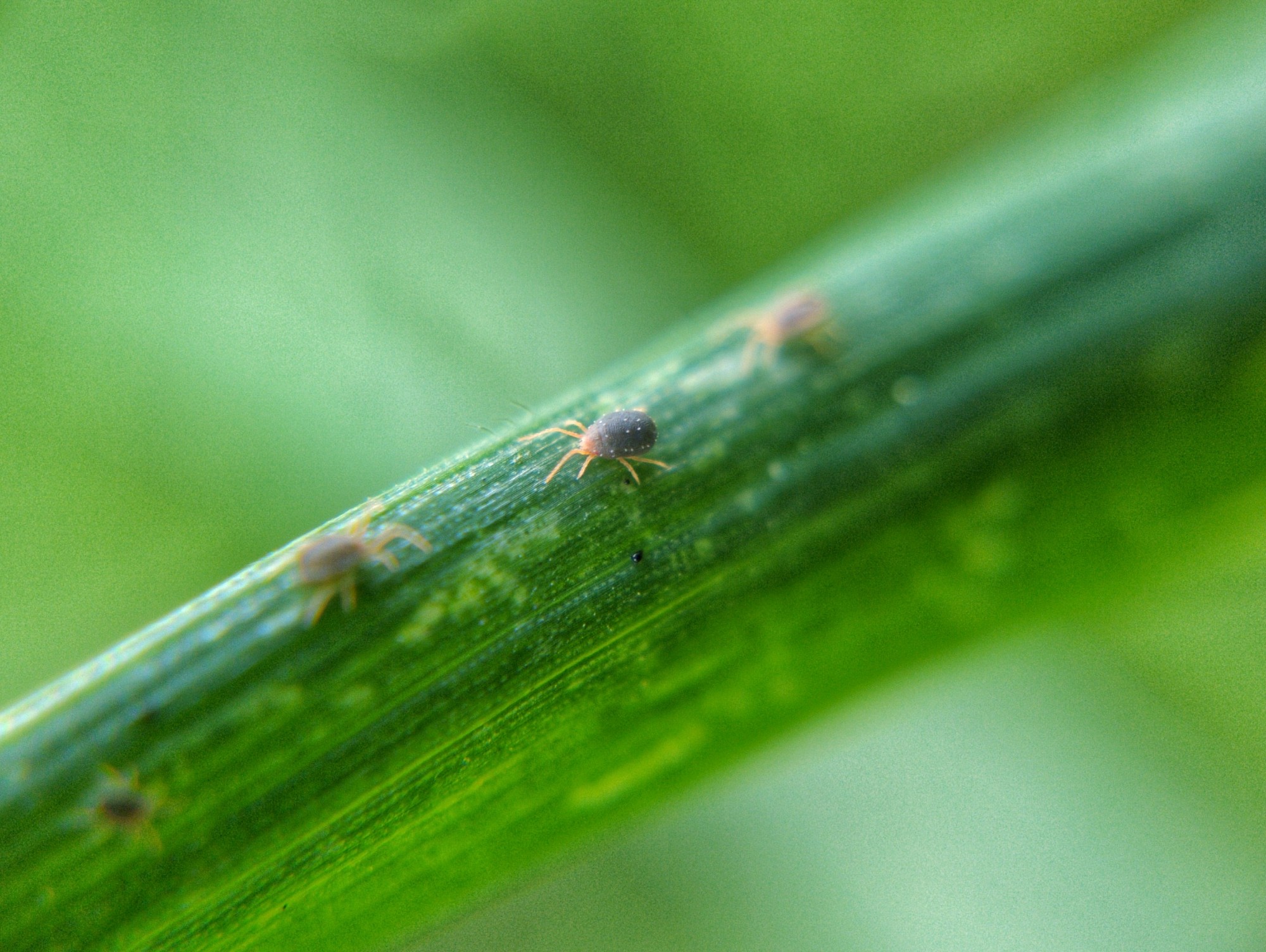 A roundish blue-purple-grey mite with thin salmon-coloured legs on a blade of grass with small white striations.