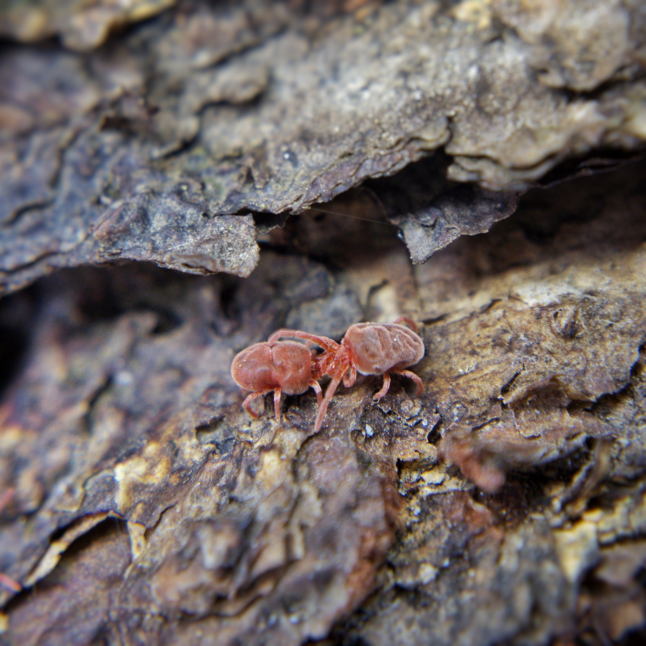 Two red velvet mites grappling, front legs locked together, on flaky tree bark