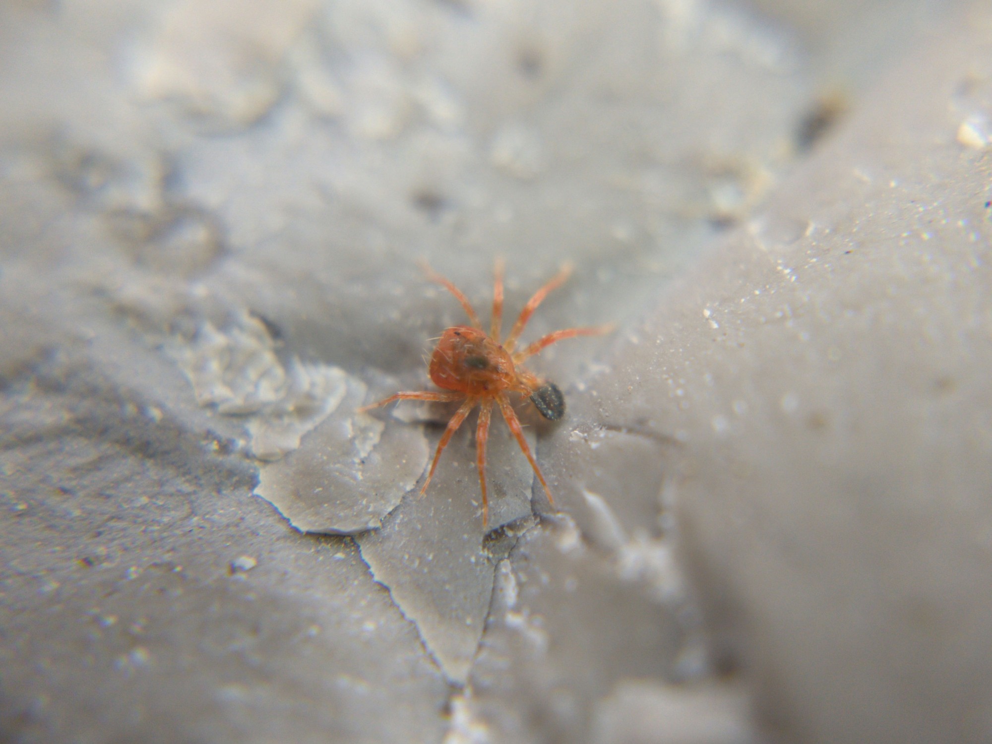 A larger, light red, hairy anystid mite preying on a tiny blueish clover mite