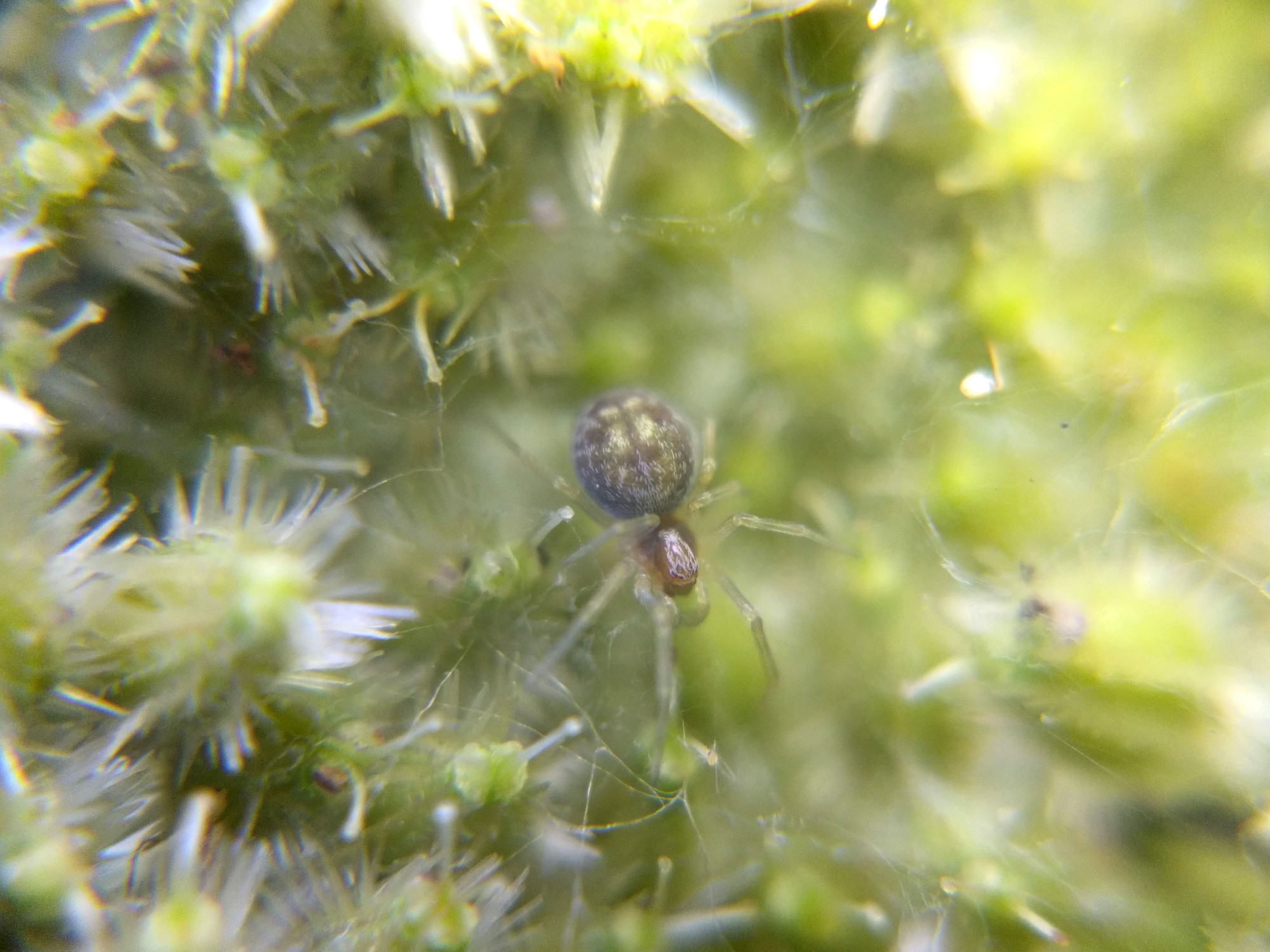A small mesh-web weaver in a green Queen Anne's Lace umbel
