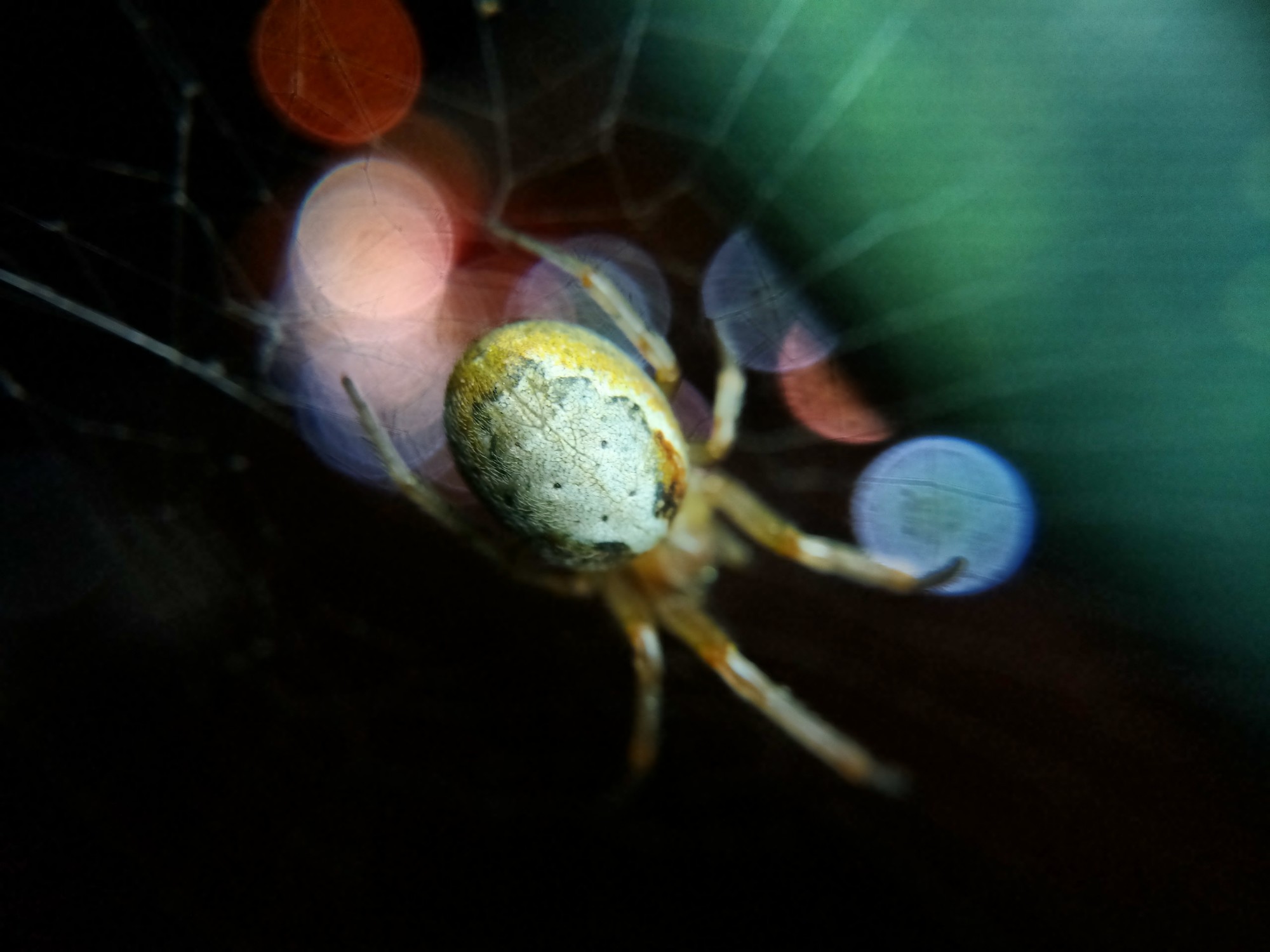 Female missing-sector orbweaver, yellow with a white leaf-shaped abdominal marking. Colourful bokeh from the Gardiner in the background.