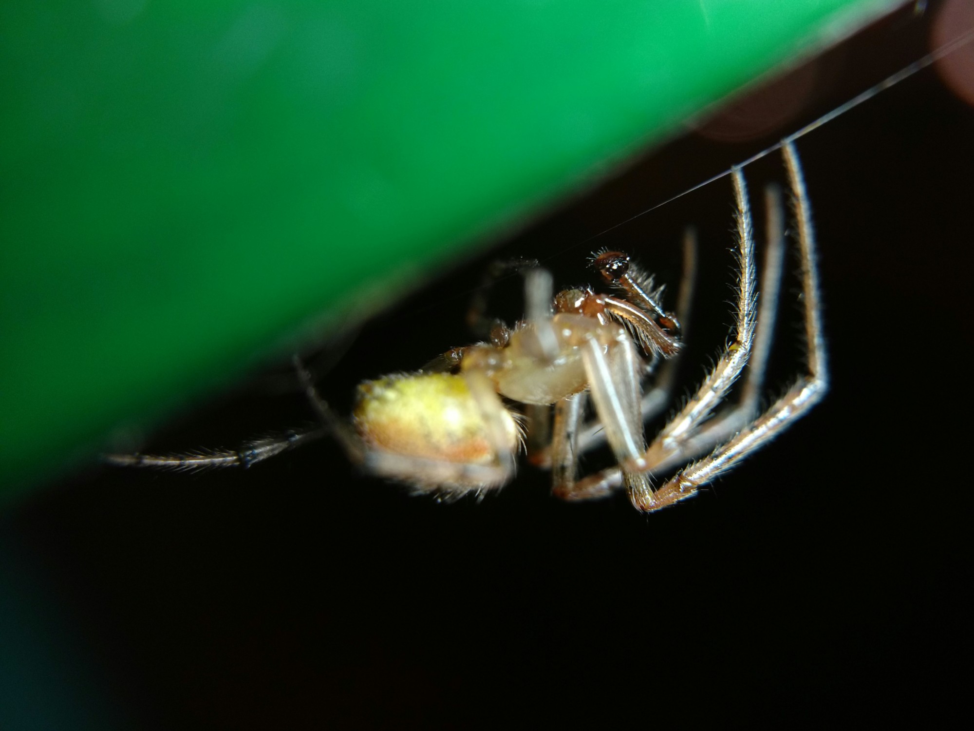 Male missing-sector orbweaver, leggier with smaller abdomen and long pedipalps. From this view you can see the flush of red on the side of the abdomen, not visible in the photo of the female.