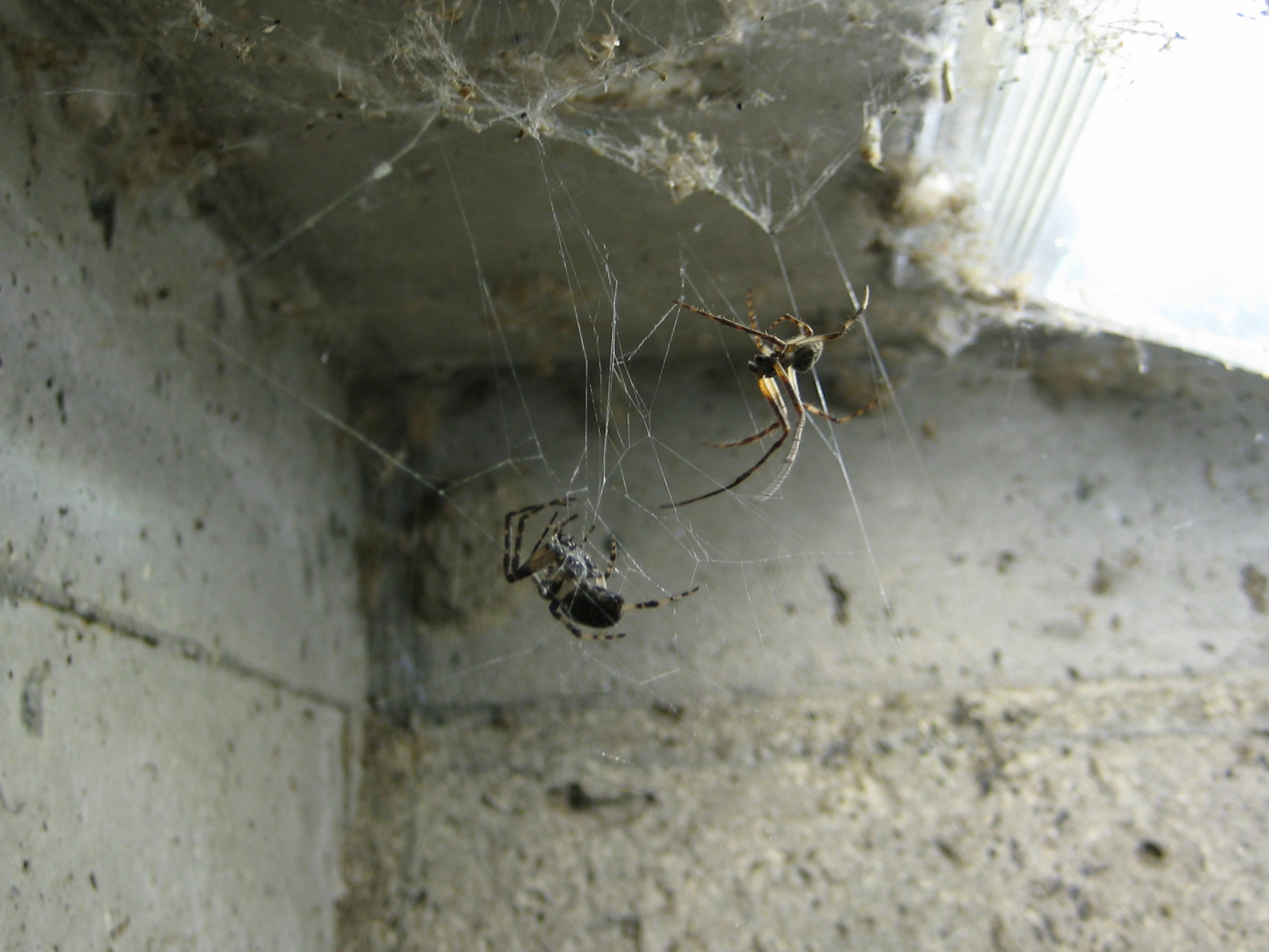 A male Larinioides approaches a female in her web, tapping and plucking the web to signal his approach.