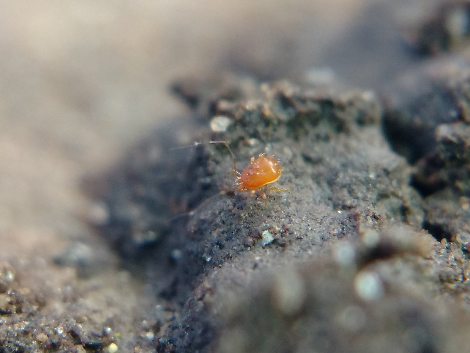 A tiny golden-brown mite whose first pair of legs is very long and spindly
