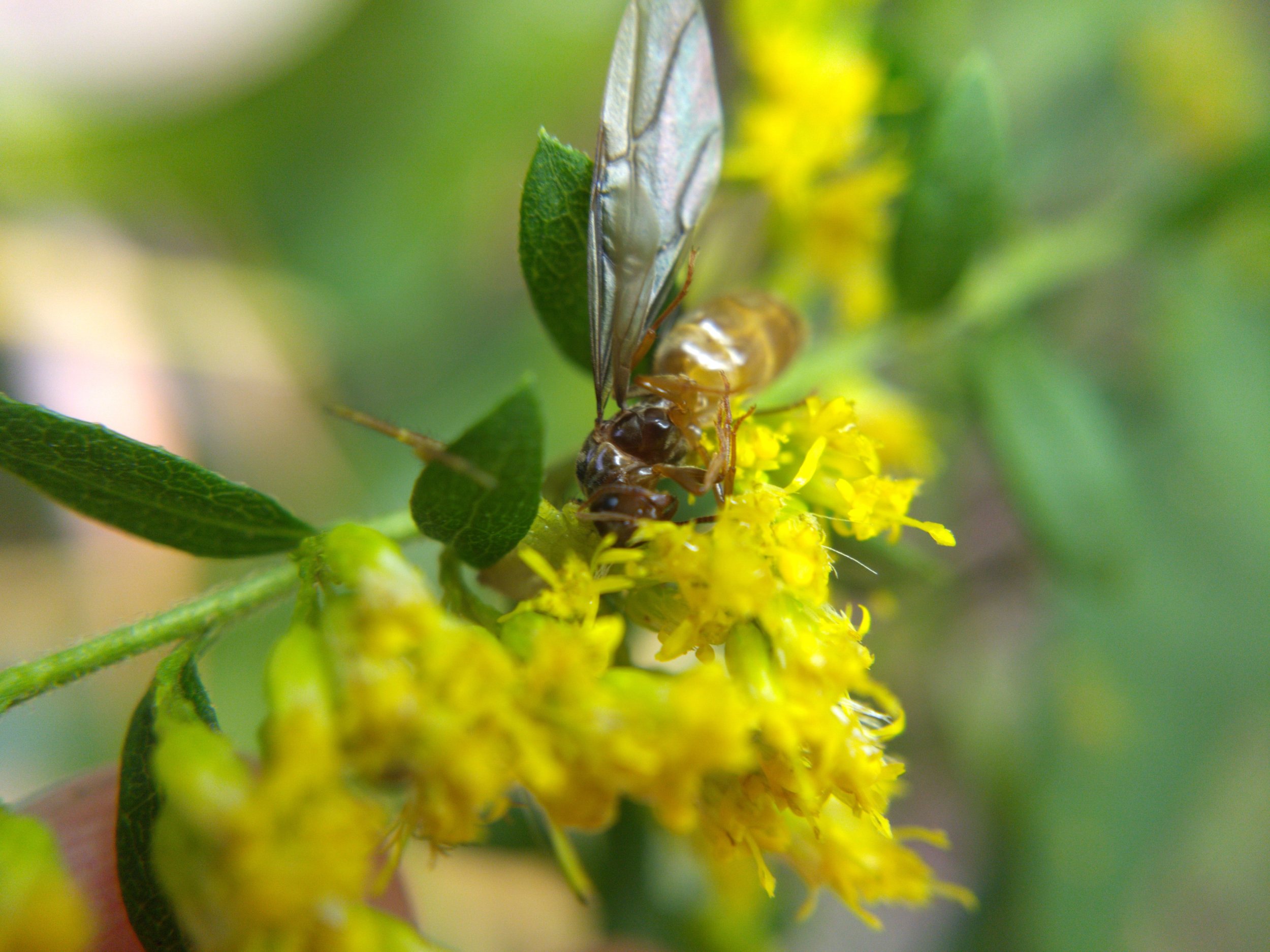 A golden-brown ant alate, dead, on yellow goldenrod flowers. There's a leg poking out behind it if you look closely.