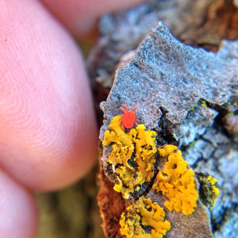 A small bright red strawberry-shaped mite next to a rosette of vivid saffron lichen, with my fingertips for scale.