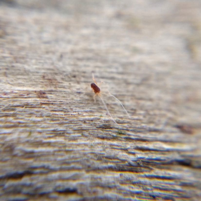 A tiny elongated dark red mite with skinny translucent legs, on dead wood. Its front legs are especially long.