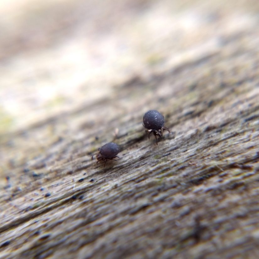 On driftwood, two round dark bluish-grey oribatid mites.