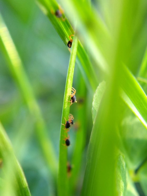 Dark blue mites with bright red legs feeding on blades of grass.
