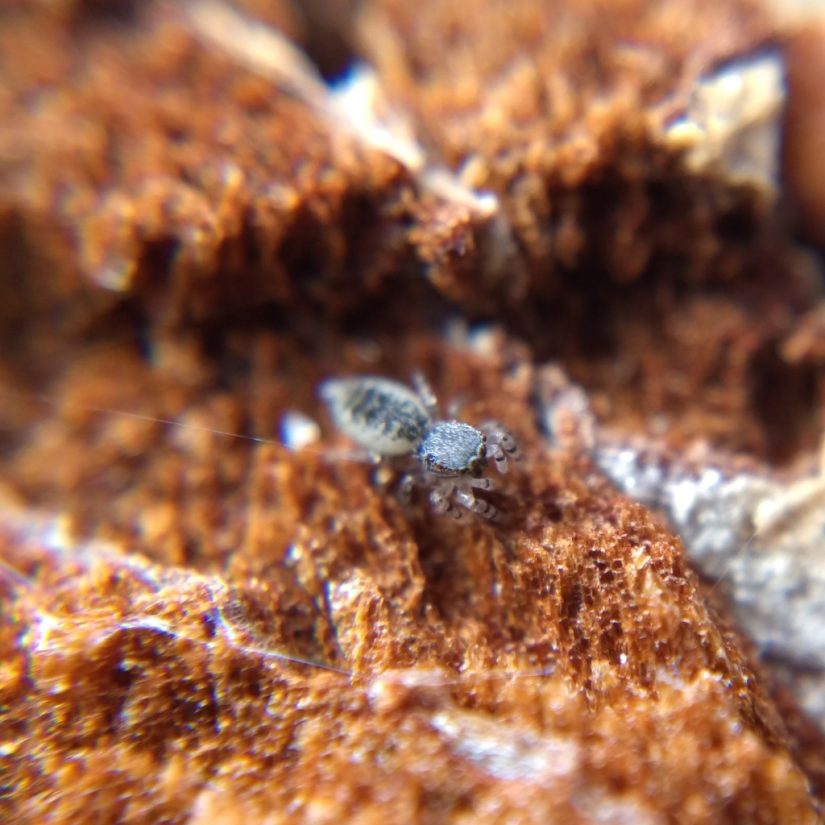 A tiny grey jumper on the red wood of a pine stump.