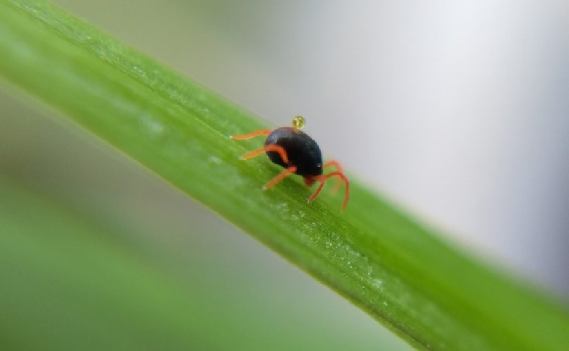 A dark blue mite with bright red legs and mouthparts on a blade of grass, a clear drop of exudate coming from the pore on its back.