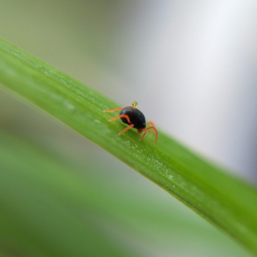 A dark blue mite with bright red legs and mouthparts on a blade of grass, a clear drop of exudate coming from the pore on its back.