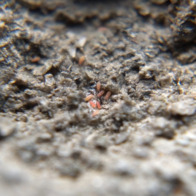 A cluster of tiny pinkish mites with elongated bodies and short legs in a hollow of rock.