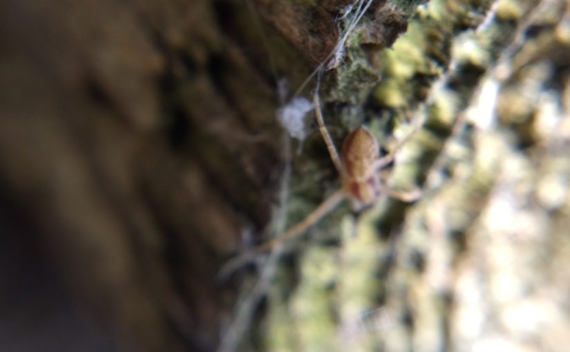 Out-of-focus photo of four-legged running crab spider on log railing.