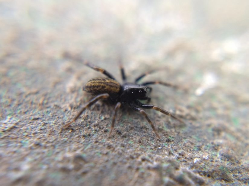 A tiny wolf spider with a glossy black cephalothorax and vaguely houndstooth-patterned brown abdomen.