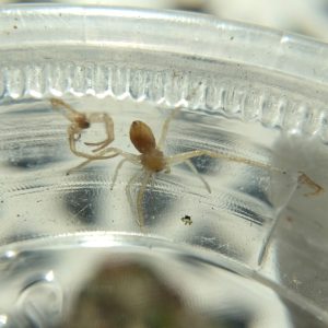 A small beige and brown running crab spider, freshly molted, next to its shed exoskeleton.