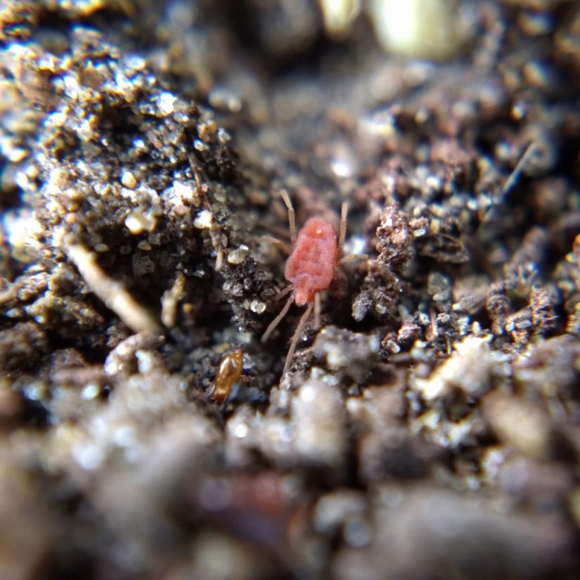 A small flattened wrinkly red mite on sandy dirt.