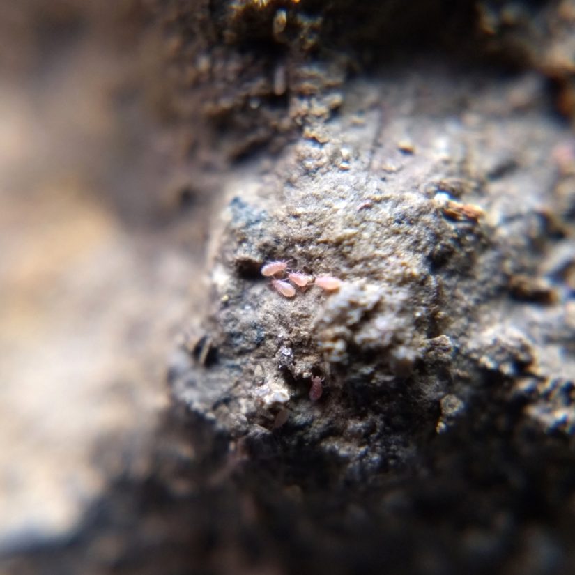 Tiny elongated pinkish mites on limestone.