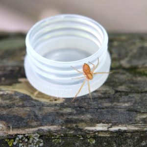The running crab spider emerges from the lid of a small plastic vial onto a log railing.