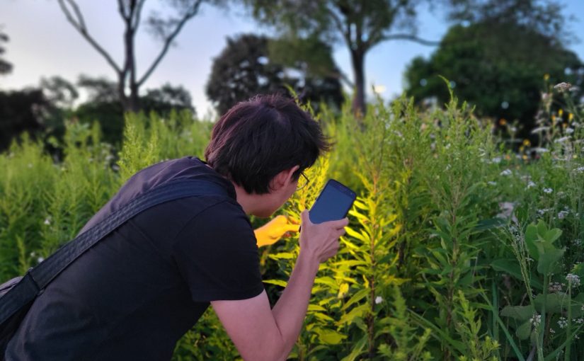 Me (a dark-haired person dressed in black) using a phone flashlight to examine bugs on goldenrod plants.