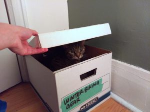 My hand lifting up the lid of a banker's box labelled "Winter Biking Gear" to show Wasabi hiding inside.