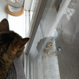 Wasabi gazes intently at an impertinent little black-capped chickadee, eating birdseed on the other side of the window.