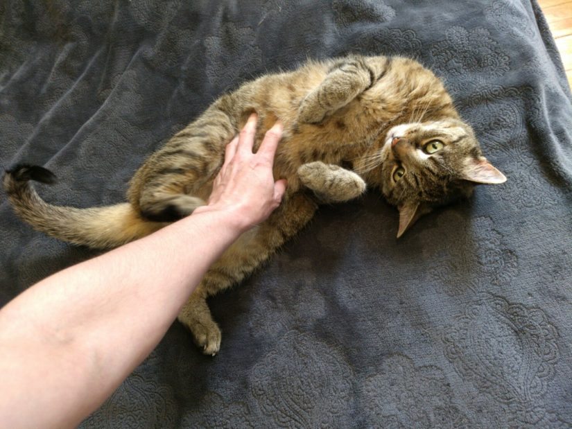 Wasabi rolled over on the bed for a belly rub, with my arm reaching down.