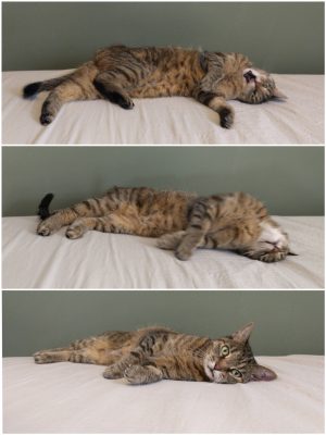 Three-photo collage of Wasabi rolling around ridiculously on freshly washed sheets.