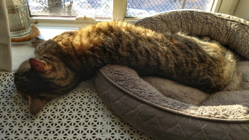 Wasabi flopped half in, half out of her windowsill bed.